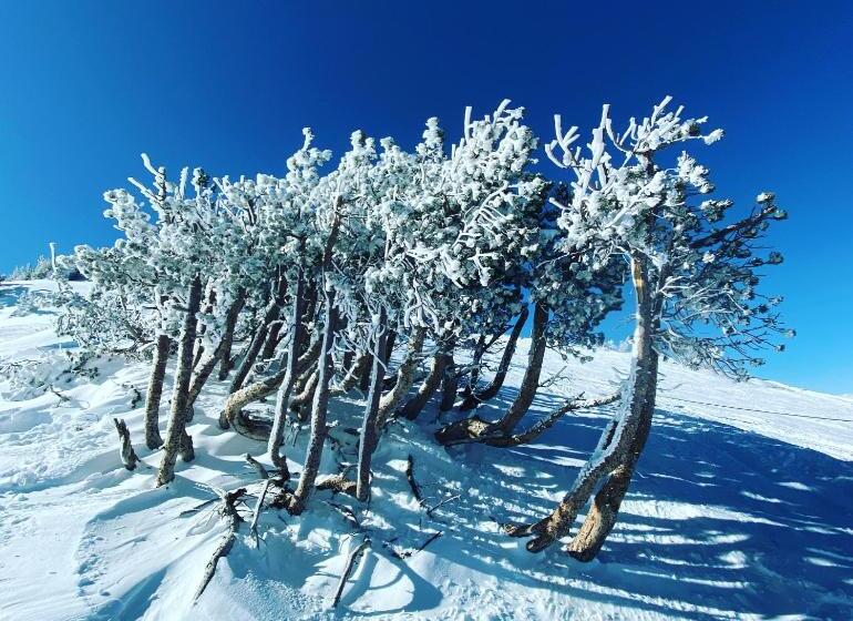 Mammoth Awesome Location 1 Min To Shuttles & Food! Toml Cpan 11402