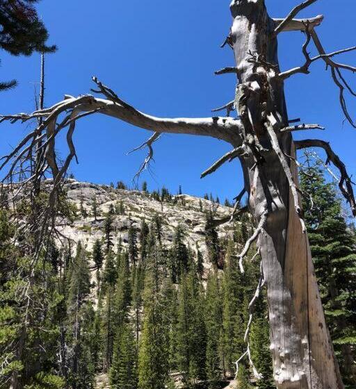 Mammoth Awesome Location 1 Min To Shuttles & Food! Toml Cpan 11402