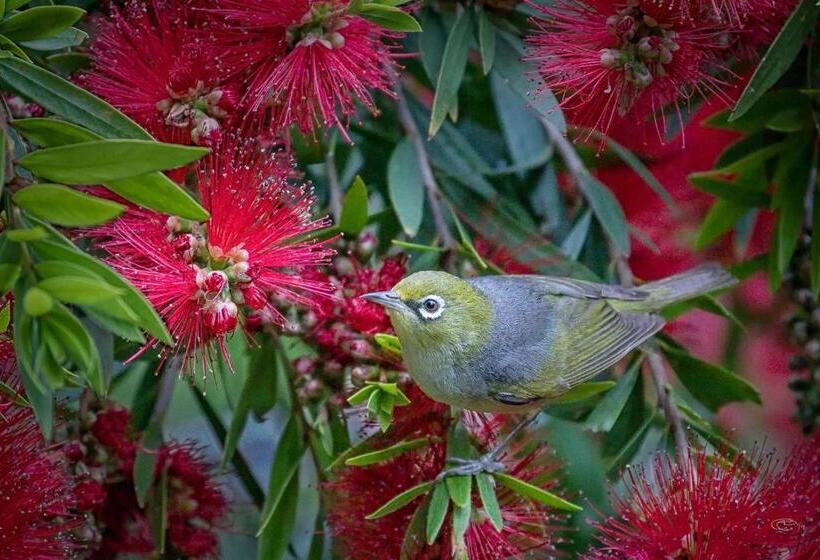 Ocean Magic Where The Bush Greets The Sea