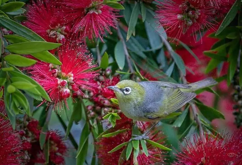 Ocean Magic Where The Bush Greets The Sea