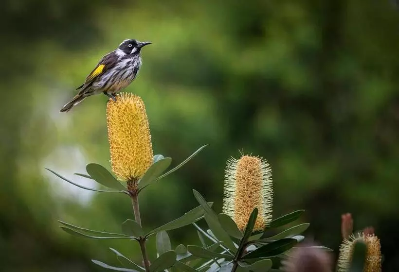 Ocean Magic Where The Bush Greets The Sea