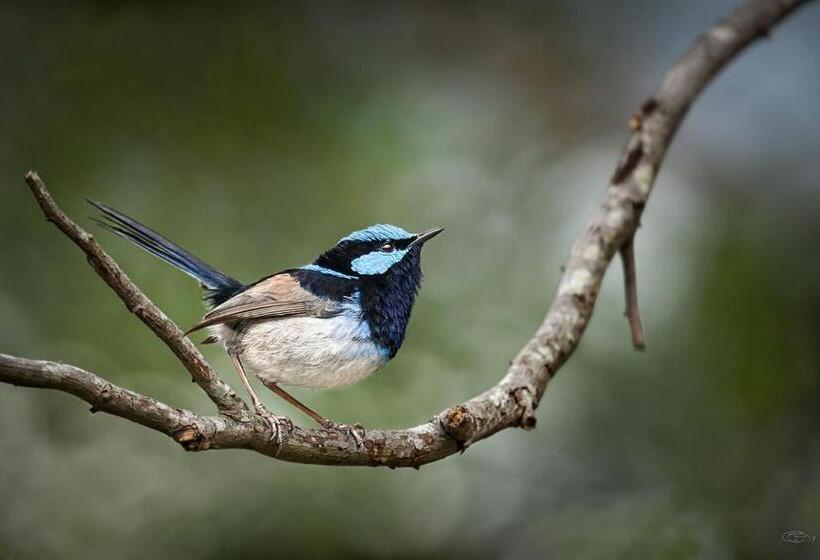 Ocean Magic Where The Bush Greets The Sea