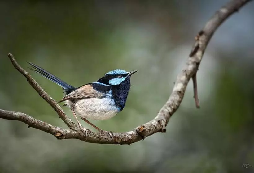 Ocean Magic Where The Bush Greets The Sea