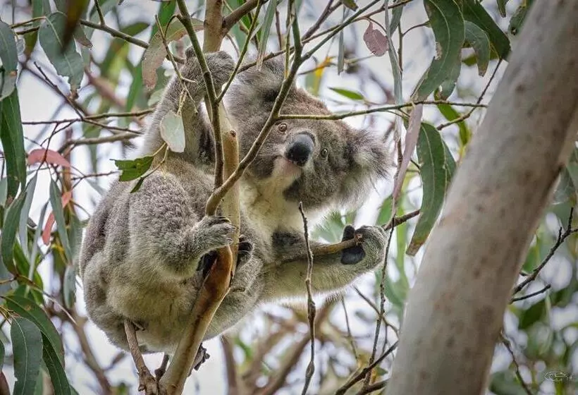 Ocean Magic Where The Bush Greets The Sea