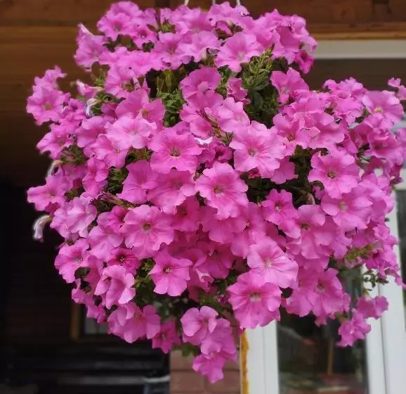 Majatalo карпати котедж анастасія