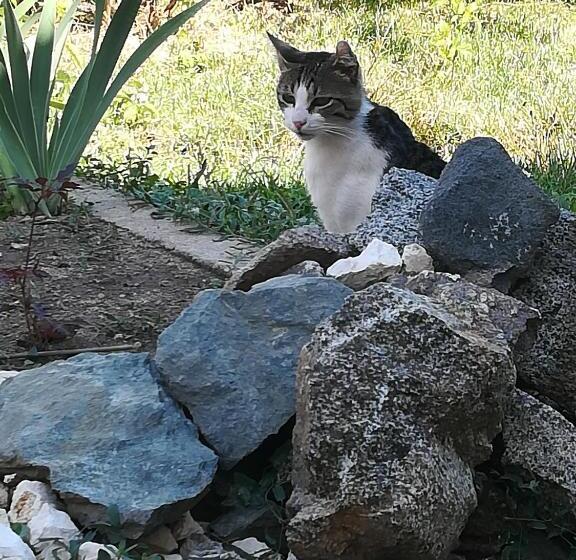 Pension (Hôtel basse catégorie) къща христини