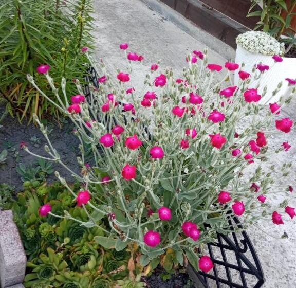 تختخواب و صبحانه Casa Luca