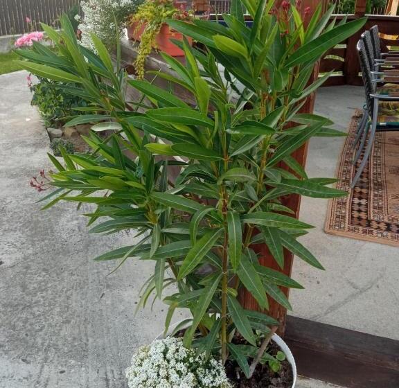 تختخواب و صبحانه Casa Luca