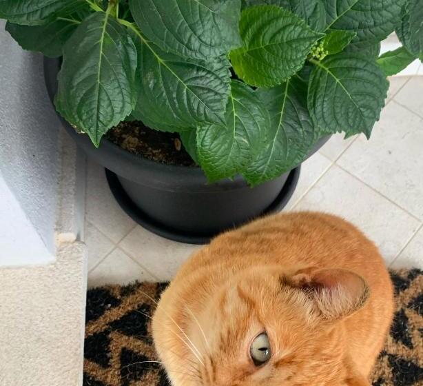 پانسیون Citroom Green City Rooms