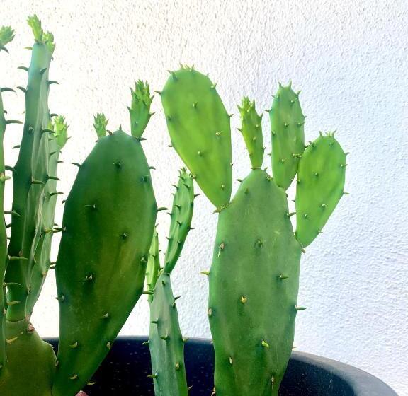 پانسیون Citroom Green City Rooms