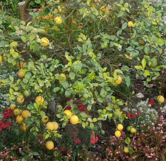 A Grenla Entre Viñedos