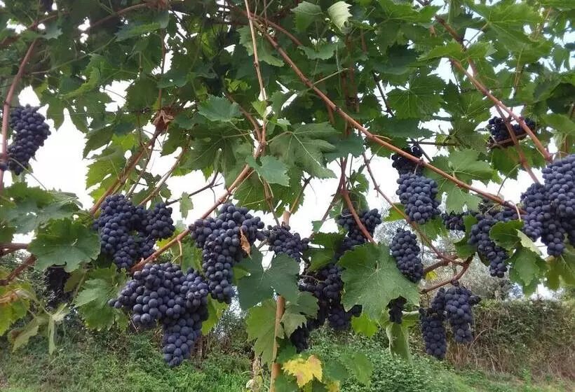 ペンション Agriturismo Podere Somigli Di Lorenzo Correani