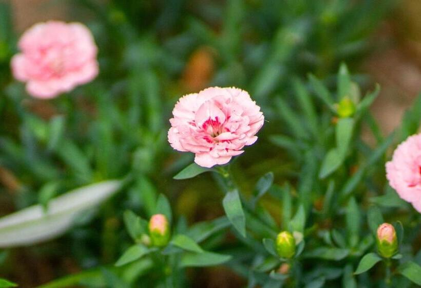 Appartamenti Le Ginestre 10