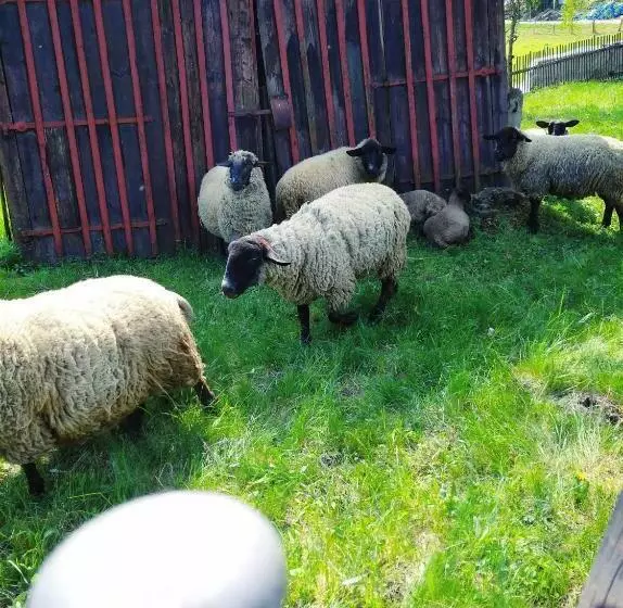 ペンション Penzion U Lucerny S Malou Farmičkou