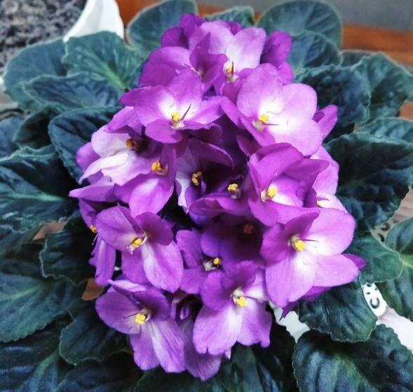 Пансион Penzion U Lucerny S Malou Farmičkou