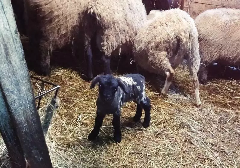 ペンション Penzion U Lucerny S Malou Farmičkou