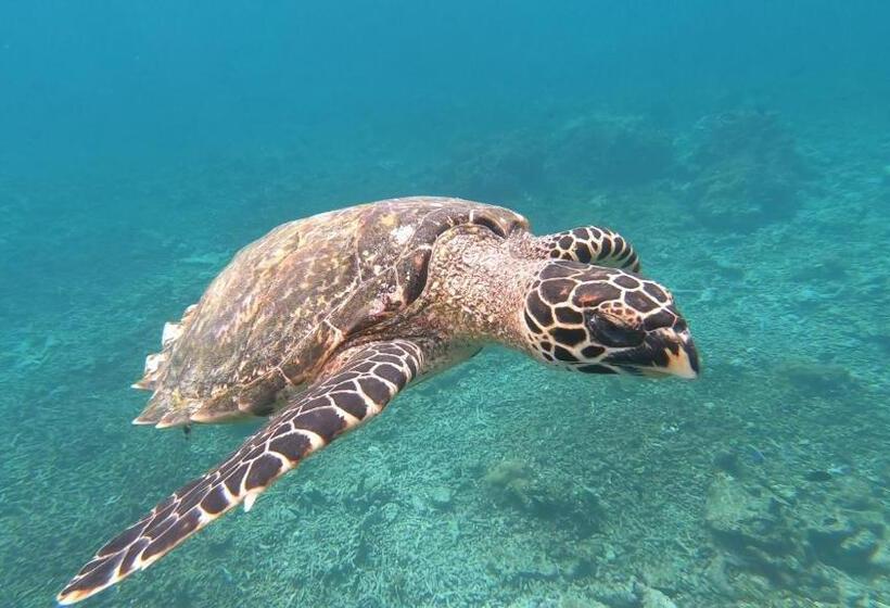 پانسیون Dhangethi Inn