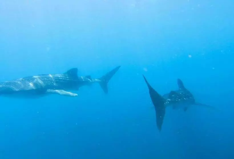 پانسیون Dhangethi Inn