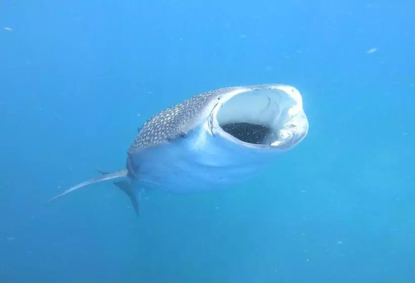 پانسیون Dhangethi Inn