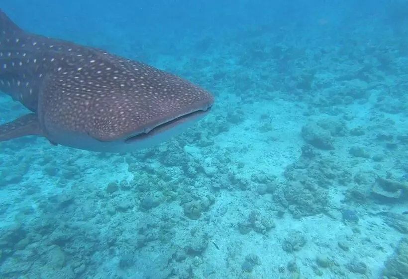 پانسیون Dhangethi Inn