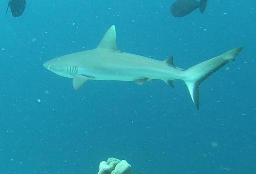 پانسیون Dhangethi Inn