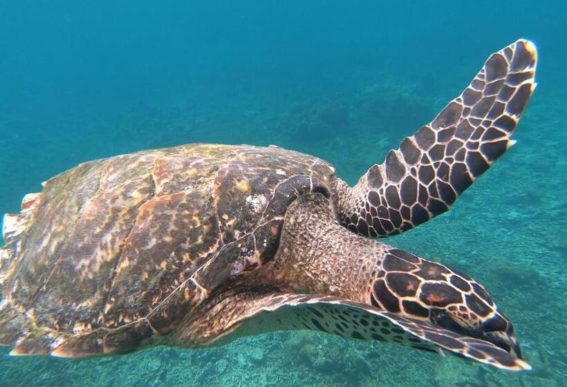 پانسیون Dhangethi Inn