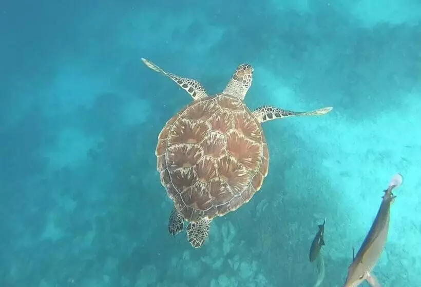 پانسیون Dhangethi Inn