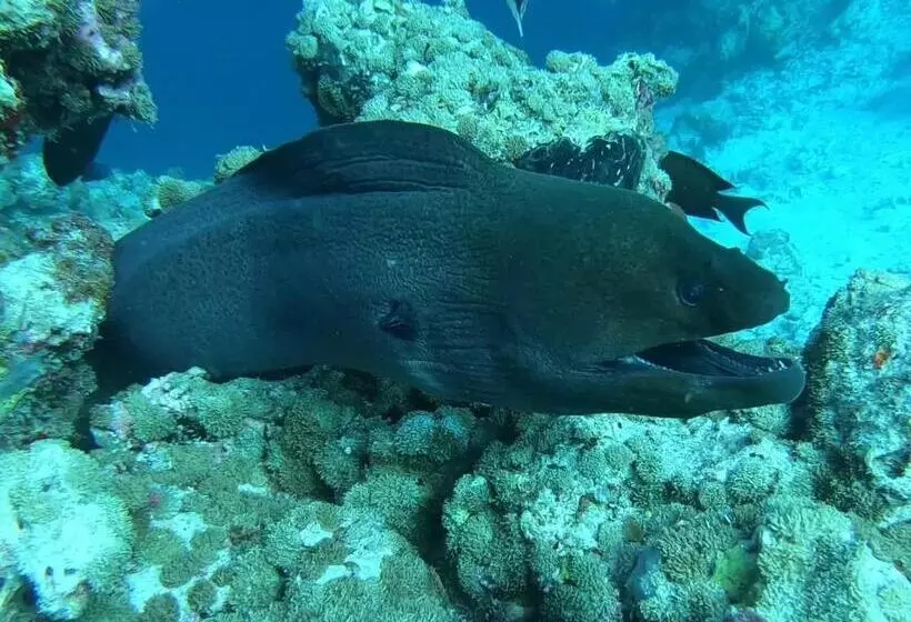 پانسیون Dhangethi Inn