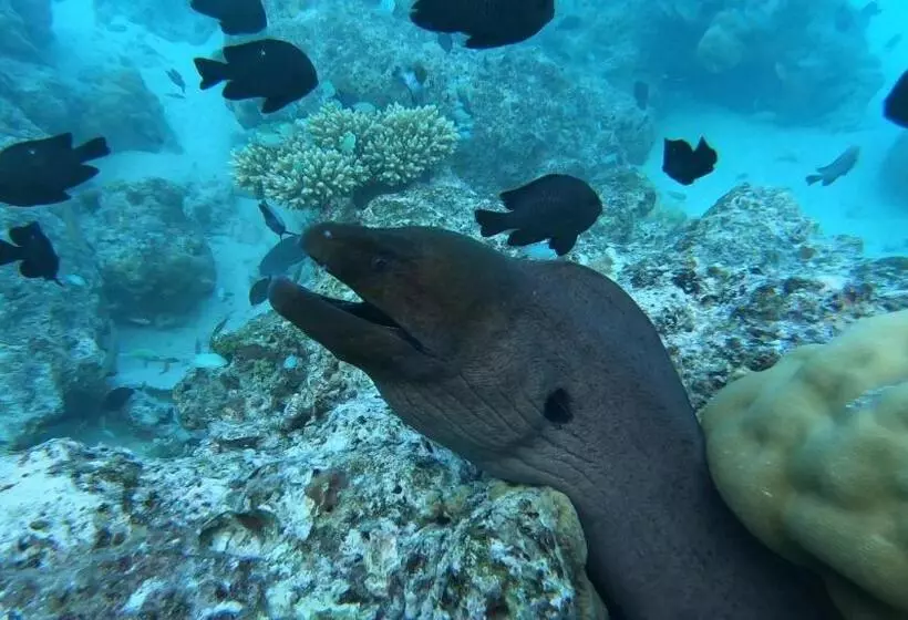 پانسیون Dhangethi Inn