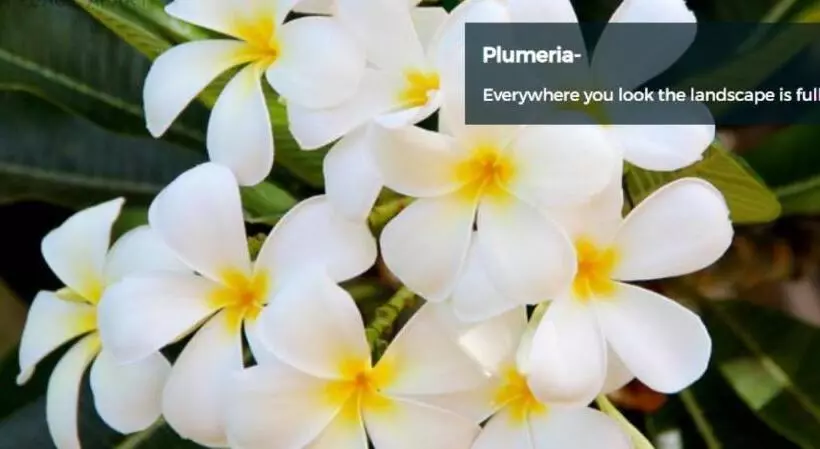 9b Ekahi Village Studio Bath, Garden View   1 Minute Stroll To Beach!