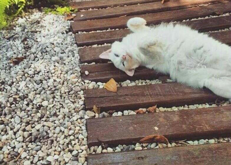 Bed and Breakfast Manacá Suítes Prumirim