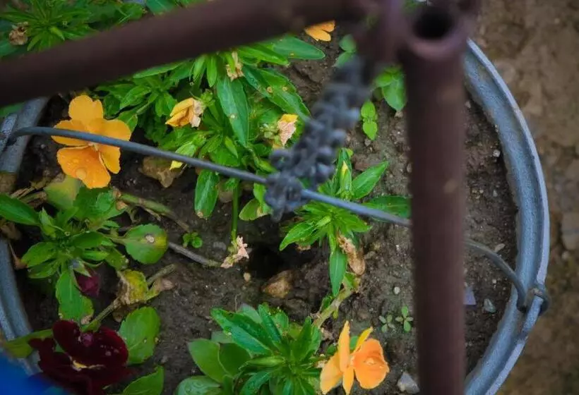 Aamiaismajoitus (B&B) Pensiunea Ileana Adults Only