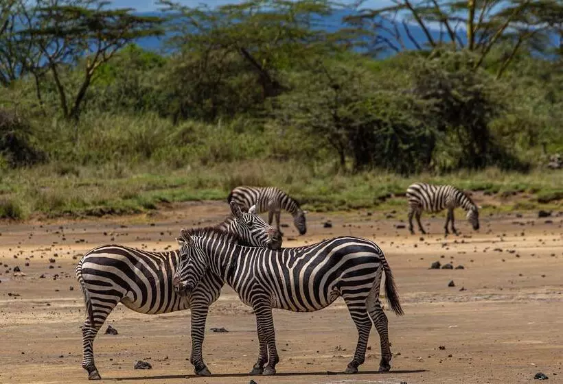 هتل Mbweha Camp Lake Nakuru