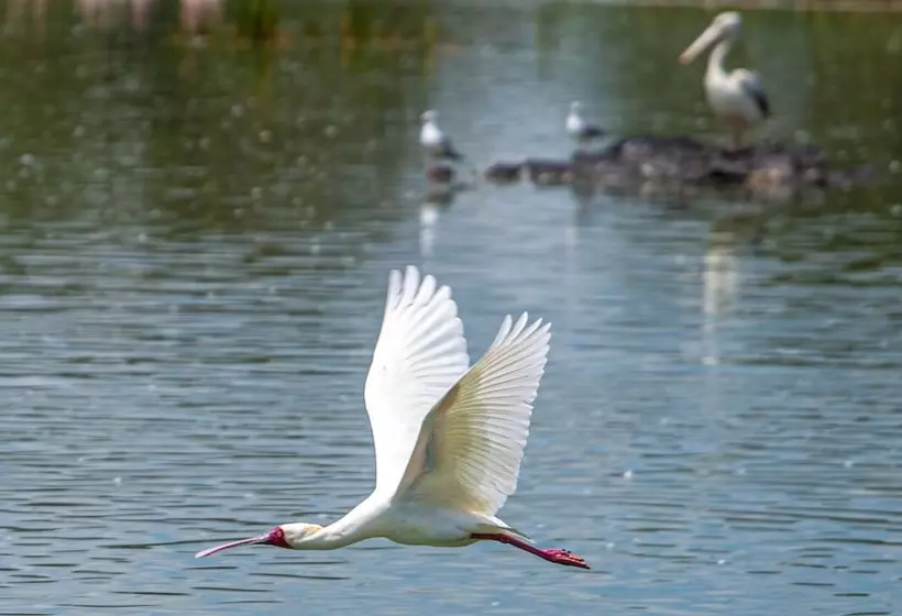 هتل Mbweha Camp Lake Nakuru