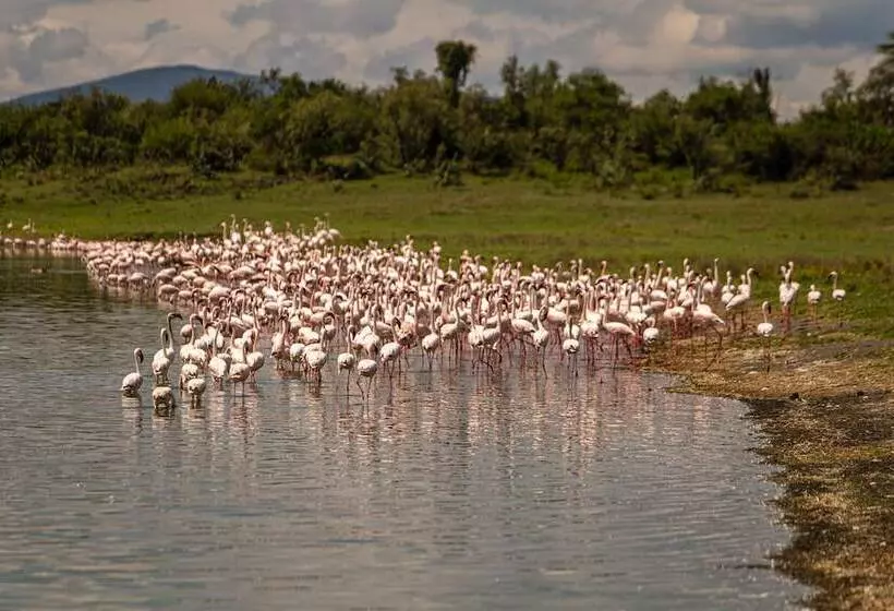 هتل Mbweha Camp Lake Nakuru