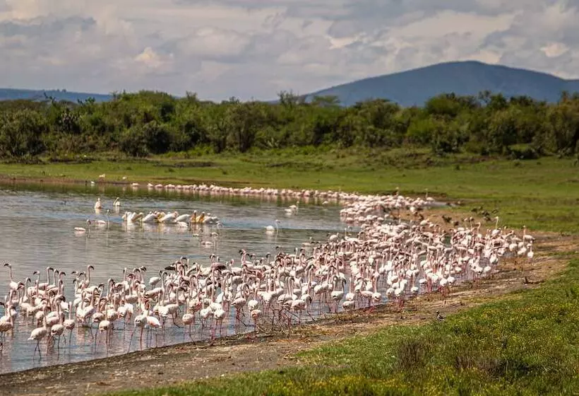 هتل Mbweha Camp Lake Nakuru