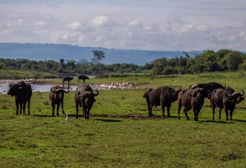 هتل Mbweha Camp Lake Nakuru