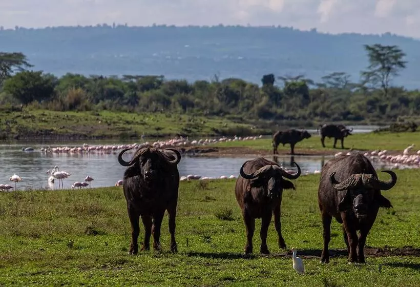 هتل Mbweha Camp Lake Nakuru