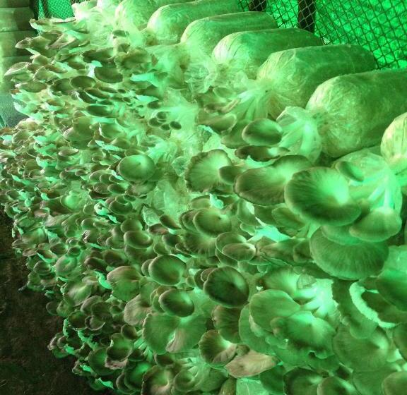 فندق Baan Nork Farmstay บ้านนอก ฟาร์มสเตย์