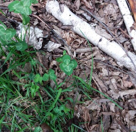 Hotel Pensiunea Agroturistica Alexandra