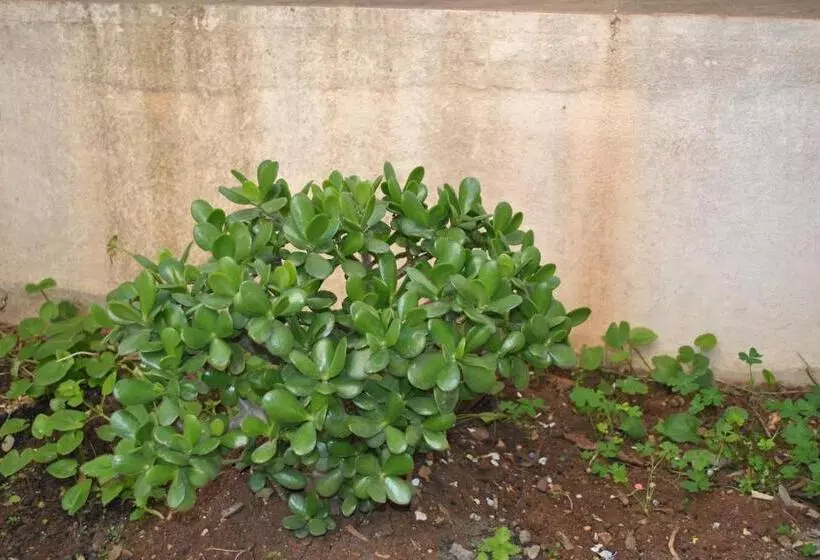 ベッドアンドブレックファースト Le Dimore Del Sarto Polignano A Mare