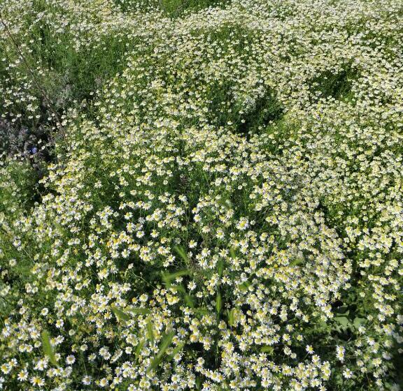 Hotelli Agriturismo Affittacamere Barbarossa