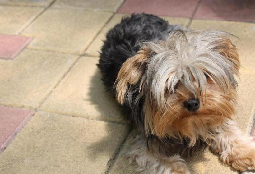 بنسيون Guest House Dara