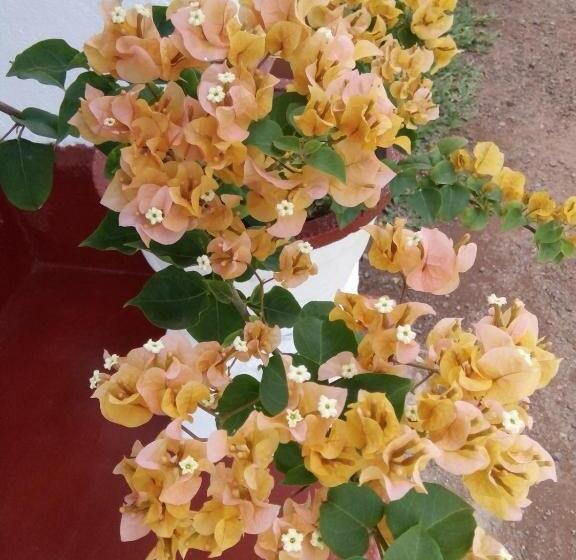 ベッドアンドブレックファースト Bentota Orchid House