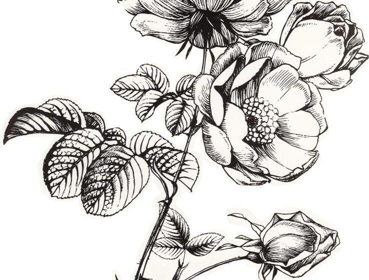 B&b Duinroos De Koog Texel