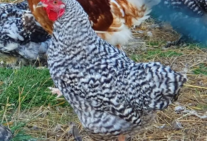 Double Decker Bus On An Alpaca Farm Sleeps 8, 5 Mins Drive To Dartmoor