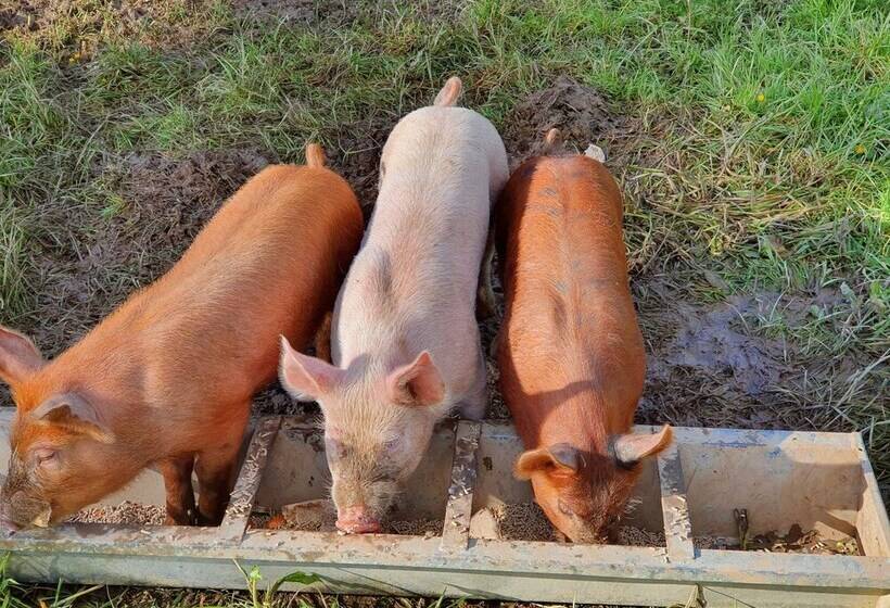Double Decker Bus On An Alpaca Farm Sleeps 8, 5 Mins Drive To Dartmoor