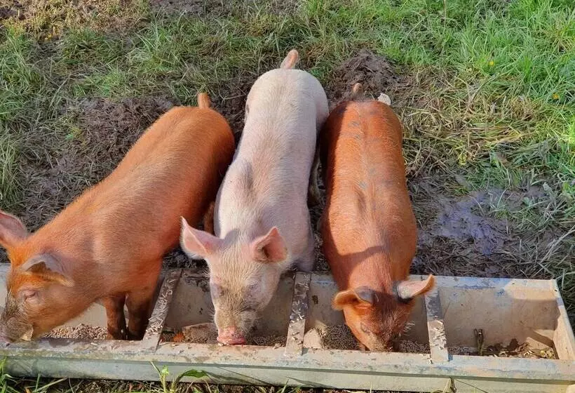 Double Decker Bus On An Alpaca Farm Sleeps 8, 5 Mins Drive To Dartmoor