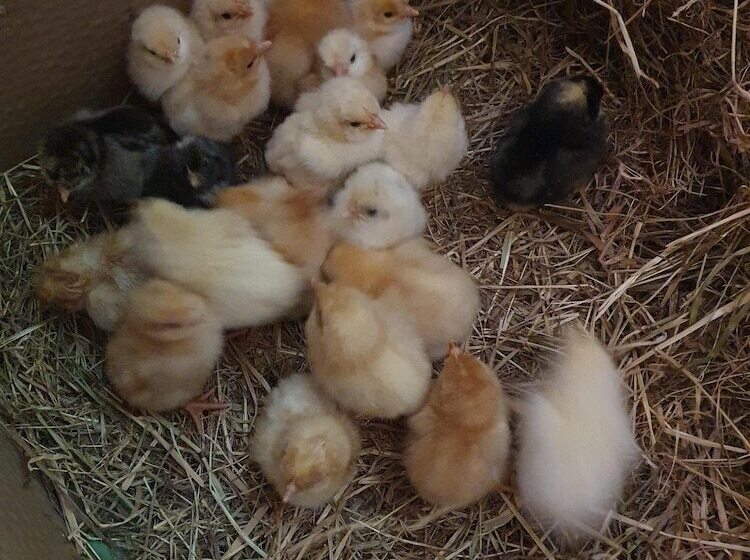 Double Decker Bus On An Alpaca Farm Sleeps 8, 5 Mins Drive To Dartmoor