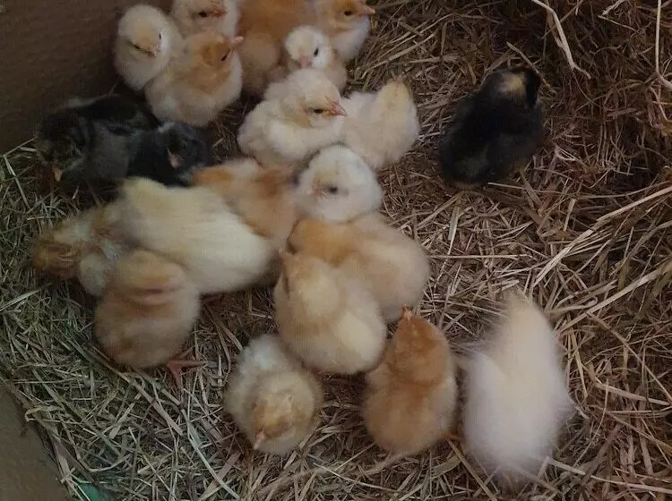 Double Decker Bus On An Alpaca Farm Sleeps 8, 5 Mins Drive To Dartmoor